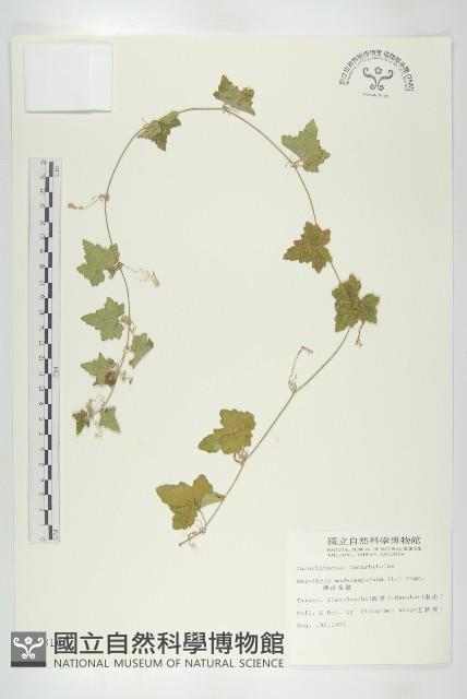 倒吊金鐘、天花藏品圖，第1張