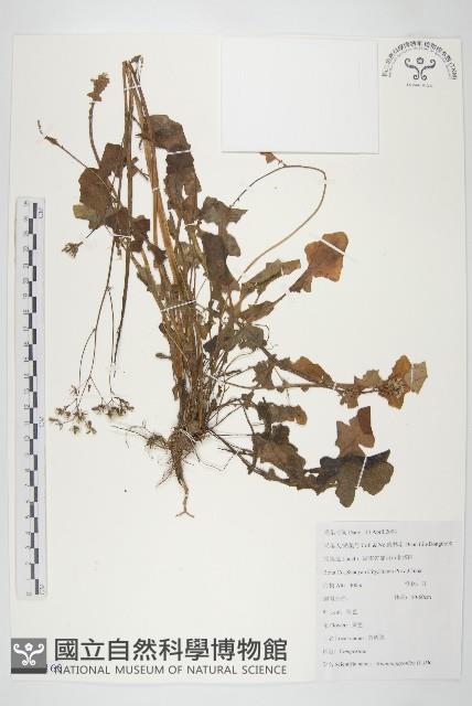 黃鵪菜藏品圖，第1張