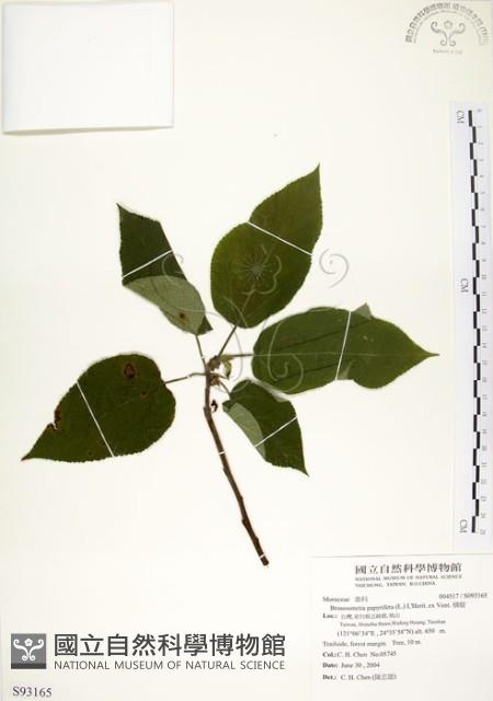 構樹藏品圖，第1張
