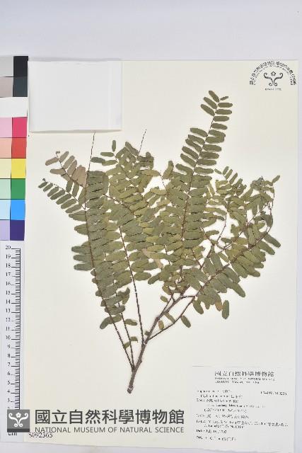 油柑藏品圖，第1張