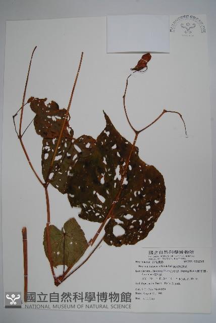 溪頭秋海棠藏品圖，第1張