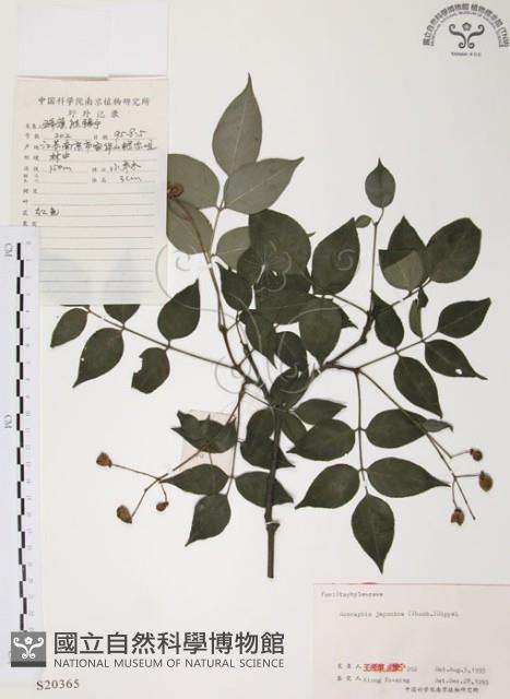 灰色木藍藏品圖，第1張