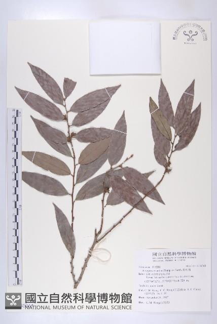 軟毛柿藏品圖，第1張