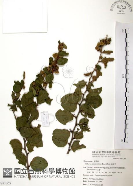 馬甲子藏品圖，第1張