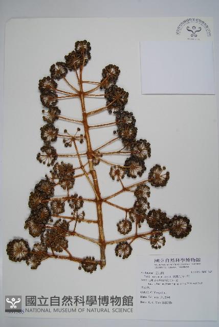 臺灣八角金盤藏品圖，第1張