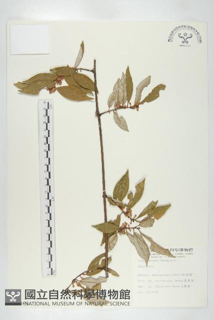 登錄號:S009365藏品圖，第1張