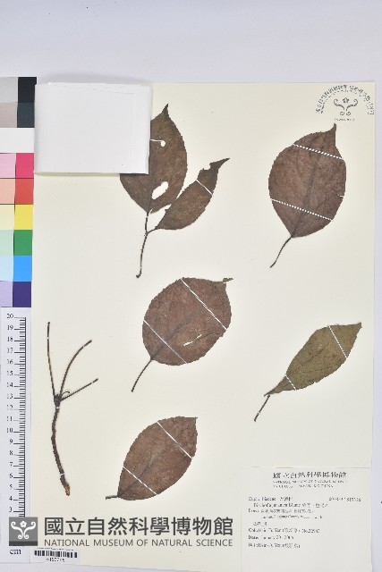 茄苳、重陽木藏品圖，第1張