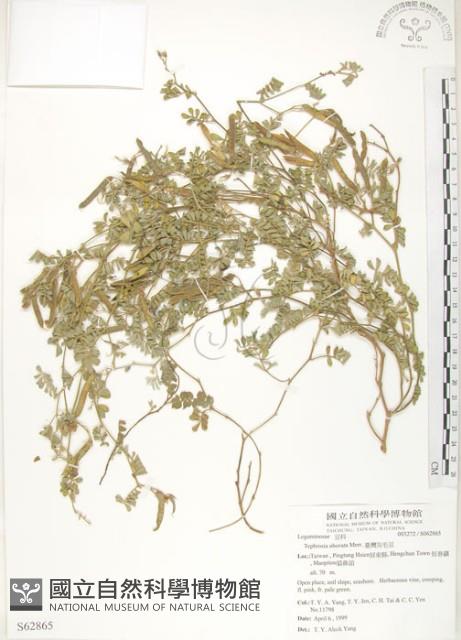 臺灣灰毛豆藏品圖，第1張