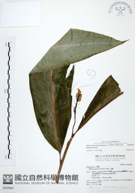 山月桃藏品圖，第1張