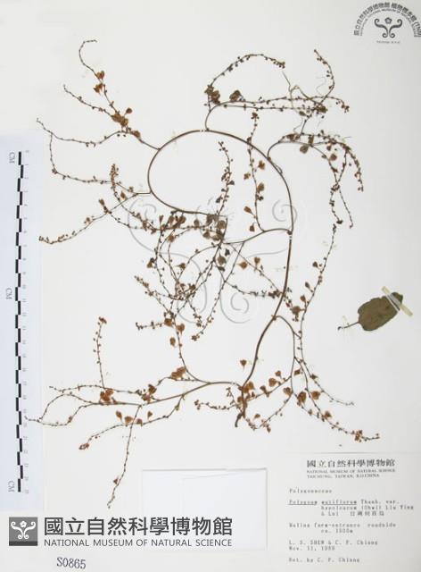 臺灣何首烏藏品圖，第1張