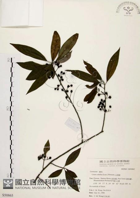 山胡椒藏品圖，第1張