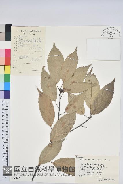 青剛櫟、鐵椆藏品圖，第1張