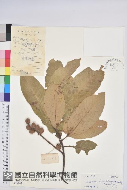 黧蒴栲藏品圖，第1張