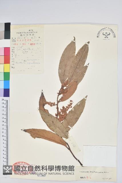 芳香白珠藏品圖，第1張