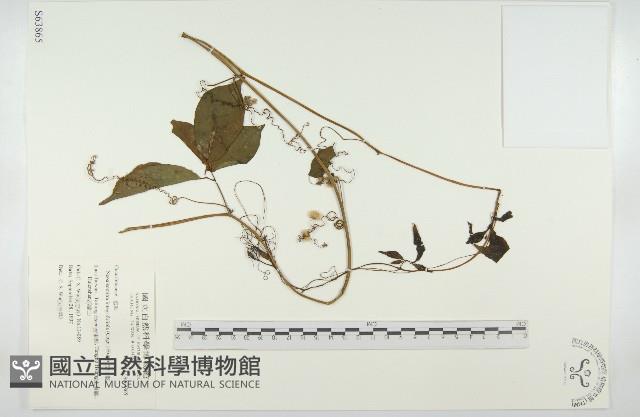 穿山龍藏品圖，第1張