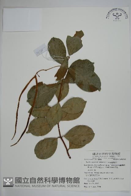 蘭嶼絡石藏品圖，第1張