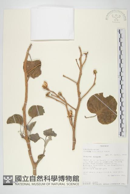登錄號:S100965藏品圖，第1張