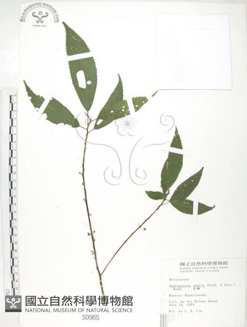 水麻藏品圖，第1張