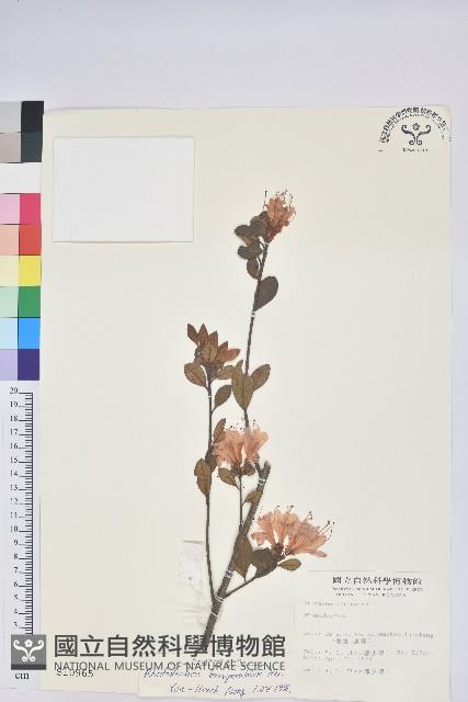 南澳杜鵑藏品圖，第1張