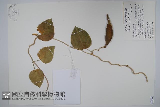 蘭嶼牛皮消、蘭嶼白薇藏品圖，第1張