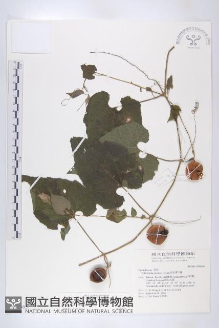 青牛膽藏品圖，第1張