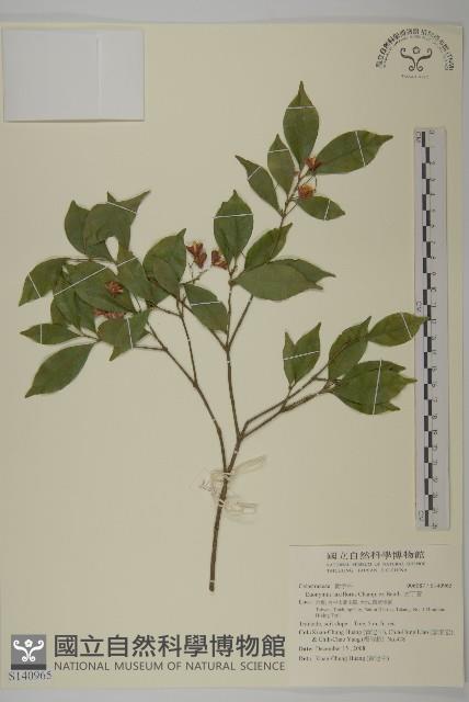 大丁黃藏品圖，第1張