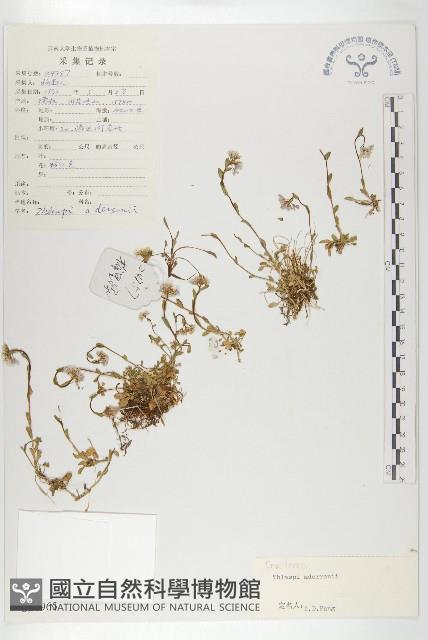 西藏菥蓂藏品圖，第1張