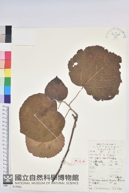 山麻杆藏品圖，第1張