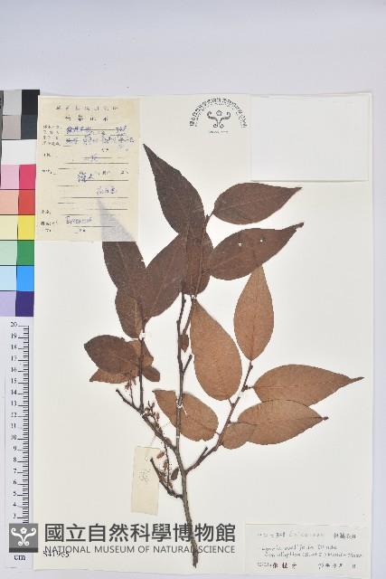 小果南燭藏品圖，第1張