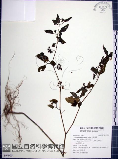 光果龍葵藏品圖，第1張