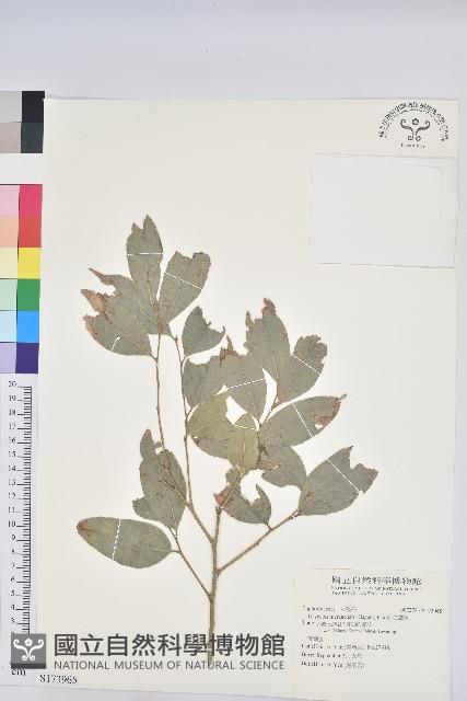 南仁鐵色藏品圖，第1張