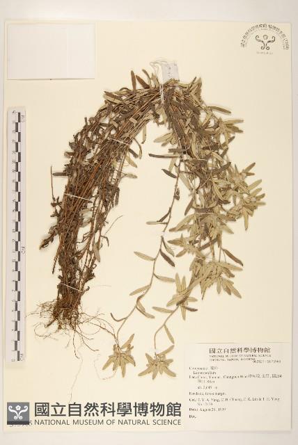 登錄號:S073965藏品圖，第1張