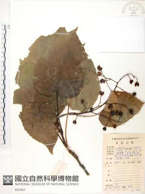 山桐子藏品圖，第1張