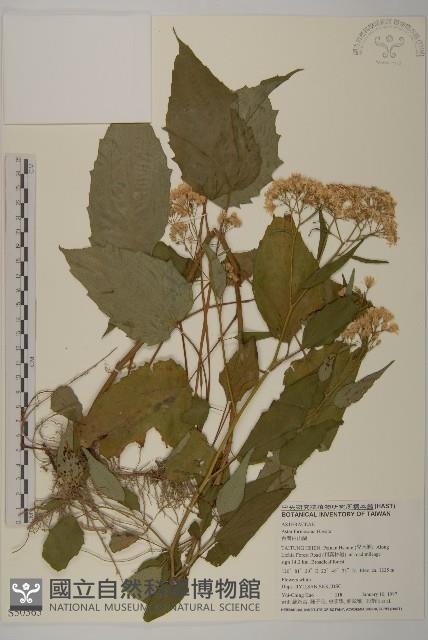 臺灣山白蘭藏品圖，第1張