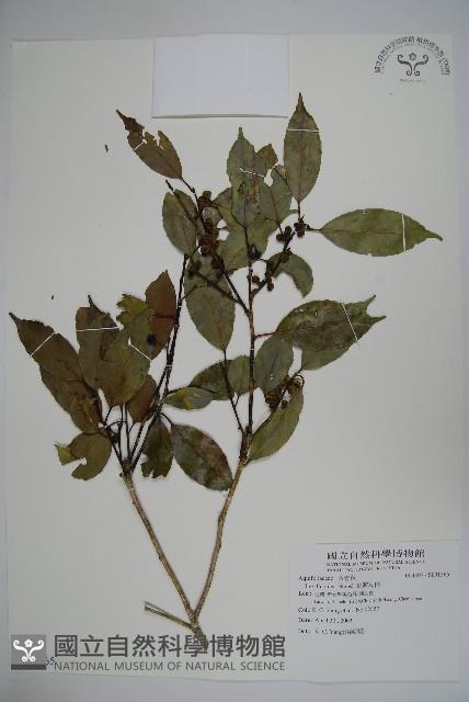 臺灣糊樗藏品圖，第1張