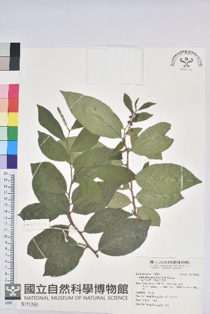 日本五月茶、南投五月茶藏品圖，第1張