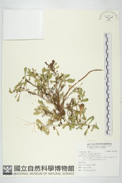 鵝不食草藏品圖，第1張