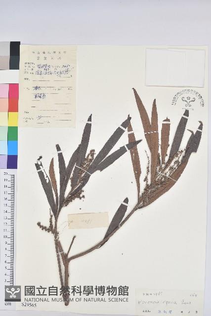 水楊梅、水柳仔藏品圖，第1張