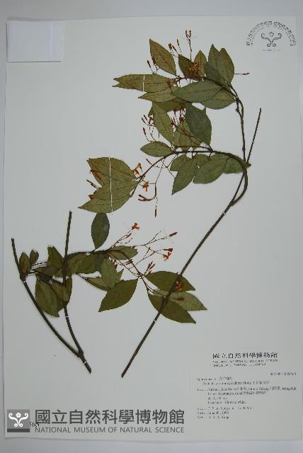 細梗絡石藏品圖，第1張