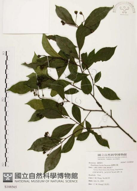 臺灣石楠藏品圖，第1張