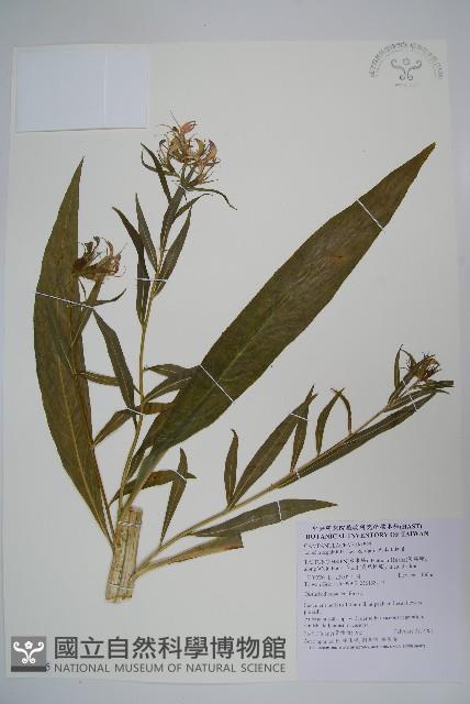 大本山梗菜藏品圖，第1張