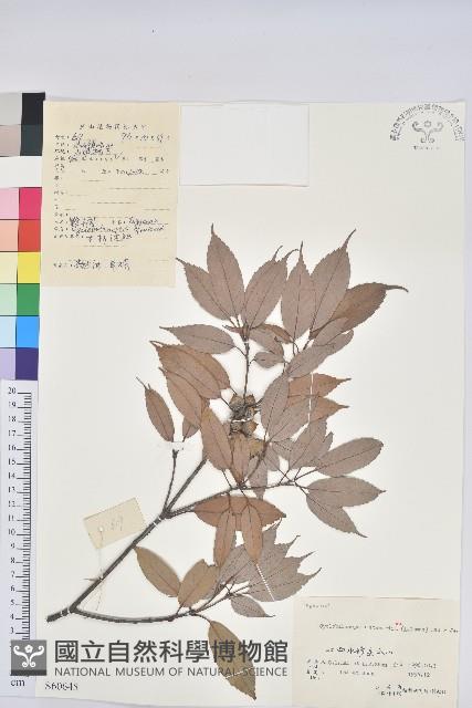 黔椆藏品圖，第1張