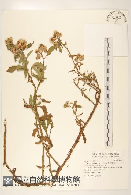 翼莖闊苞菊藏品圖，第1張