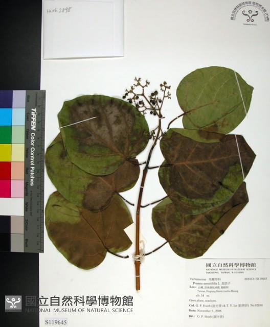 臭娘子藏品圖，第1張