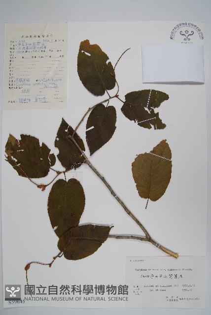 華千金榆藏品圖，第1張