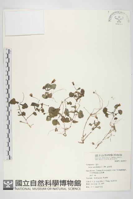 紫背草藏品圖，第1張