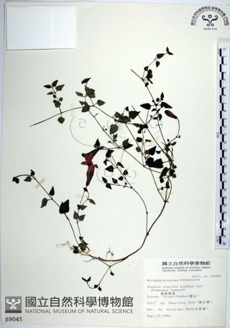 倒地蜈蚣、四角銅鑼藏品圖，第1張