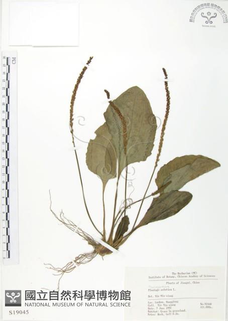 車前草藏品圖，第1張