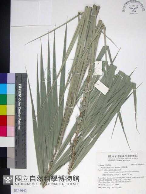 台灣海棗藏品圖，第1張