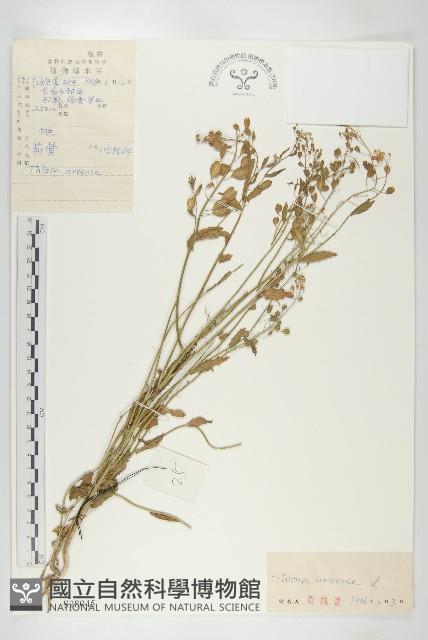 凹果菥蓂、遏藍菜藏品圖，第1張